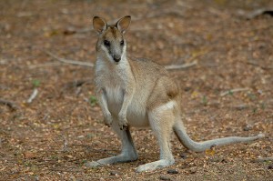 agile wallaby australia
