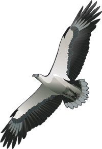 Our Logo - The White Bellied Sea Eagle