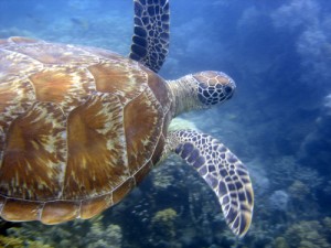 Green Sea Turtle at Low Isles