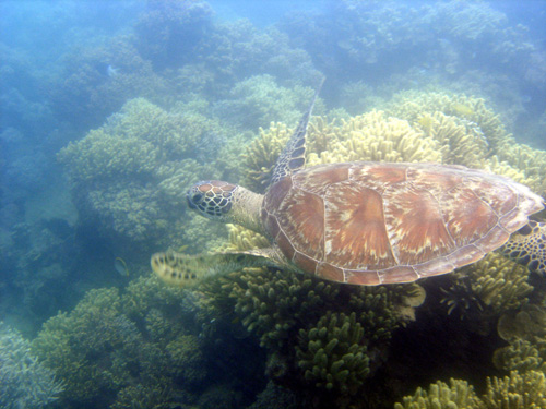 Green Sea Turtle at Low Isles, Australia