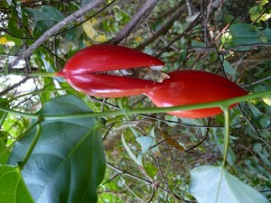 Ardenia Vine Australia