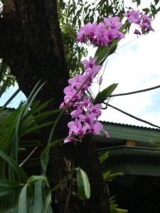 Cooktown Orchid at Thala