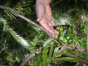 A newly hatched Cairns Birdwing Butterfly.