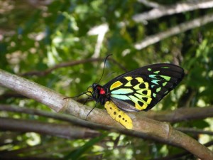 The newly emerged Cairns Birdwing Butterfly in the rainforest.