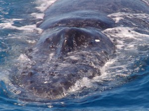 humpback-whale-close-approach