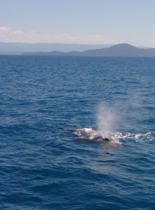 humpback-whale-off-cape-kimberley