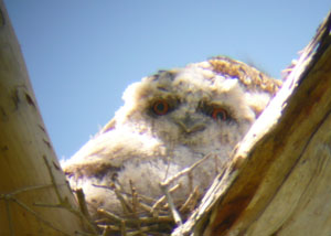 Papuan frogmouth chick in nest.