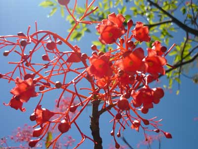 Flame Tree Flower