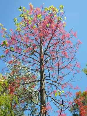 A Flame Tree at Thala Beach Lodge.