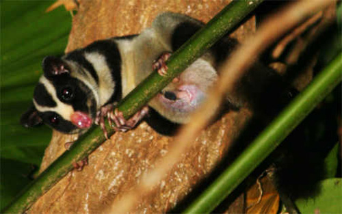 striped possum