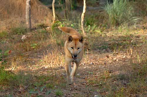 The Australian Dingo