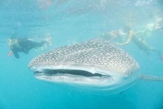 Whale Shark On The Great Barrier Reef Australia
