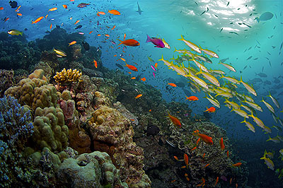 Great Barrier Reef Documentary - Thala Beach Nature Reserve Resort ...