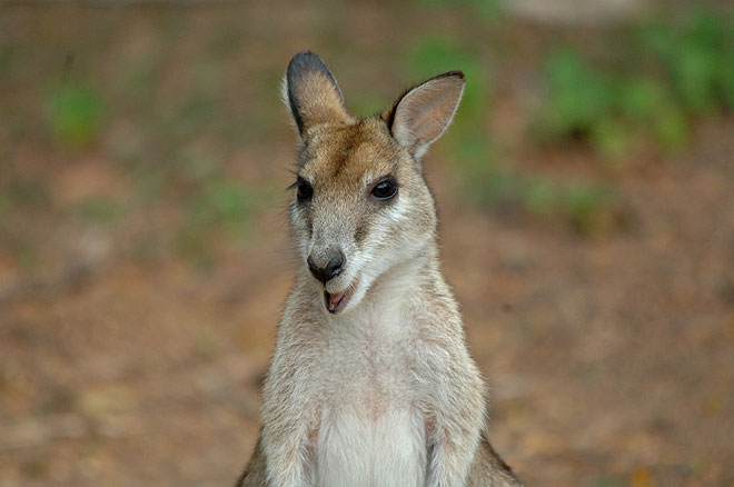Wallaby is commonly in Northern Australia