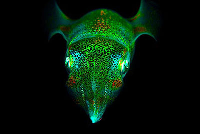 night squid