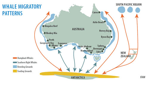 whale migration map