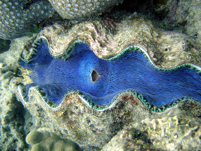 a giant clam on the great barrier reef australia