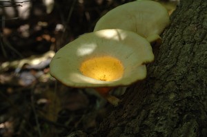 rainforest fungi 2