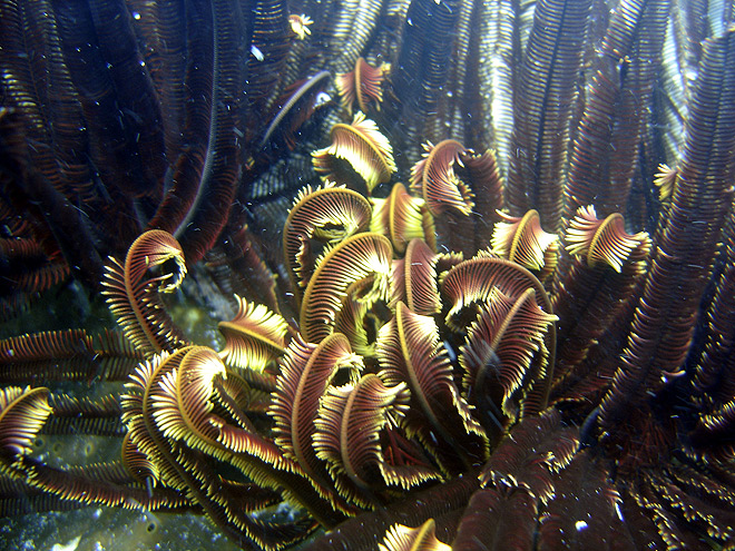 crinoid on east tongue great barrier reef