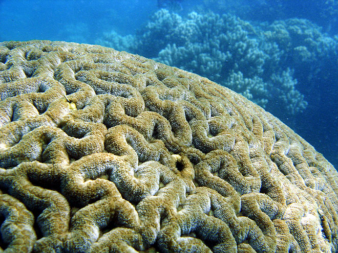 brain coral on the Great Barrier Reef