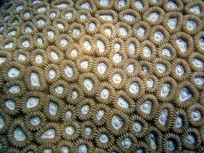 Brain Coral | The Great Barrier Reef