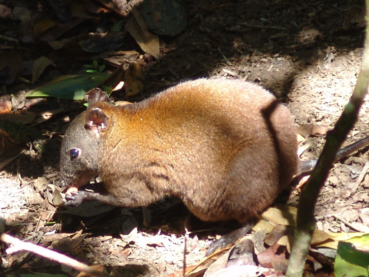 Musky Rat Kangaroo in rainforest
