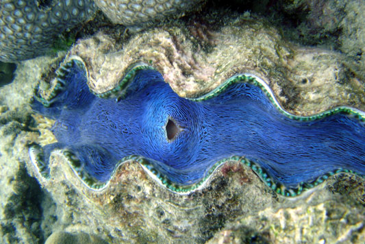 giant clam