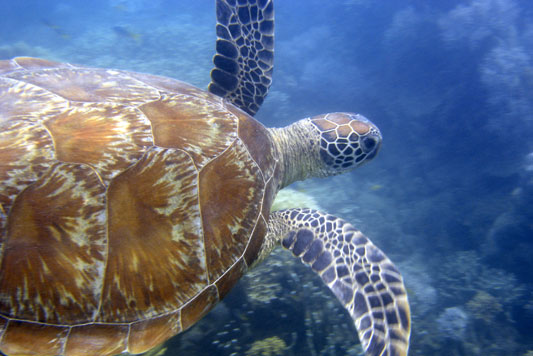 green turtle