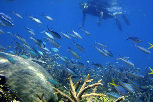 snorkelling diving the great barrier reef